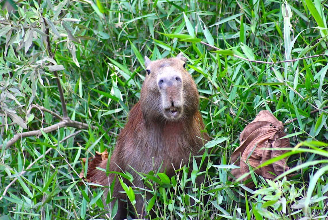 Peruvian Amazon Rainforest 3-Day Itinerary