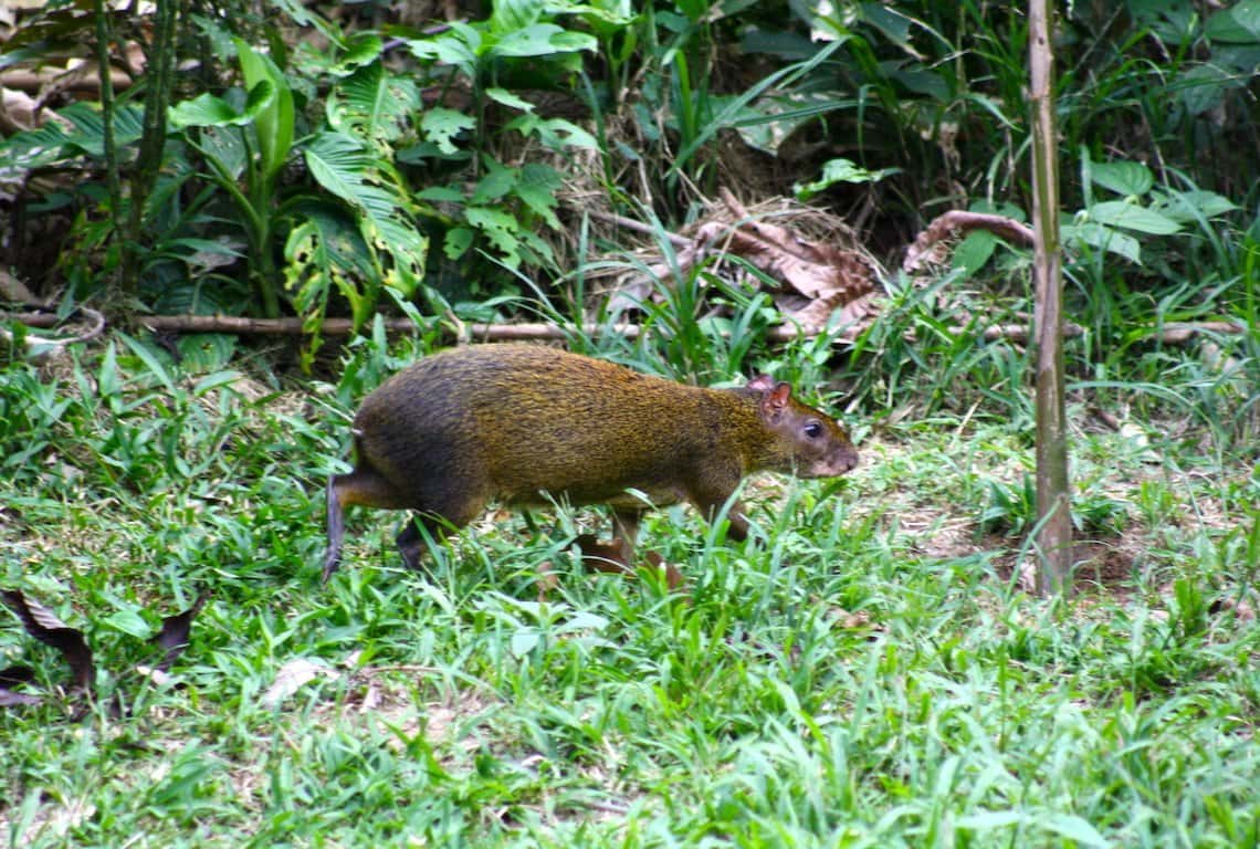 Peruvian Amazon Rainforest 3-Day Itinerary