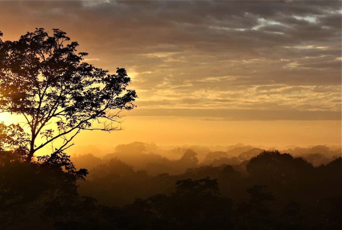 Peruvian Amazon Rainforest