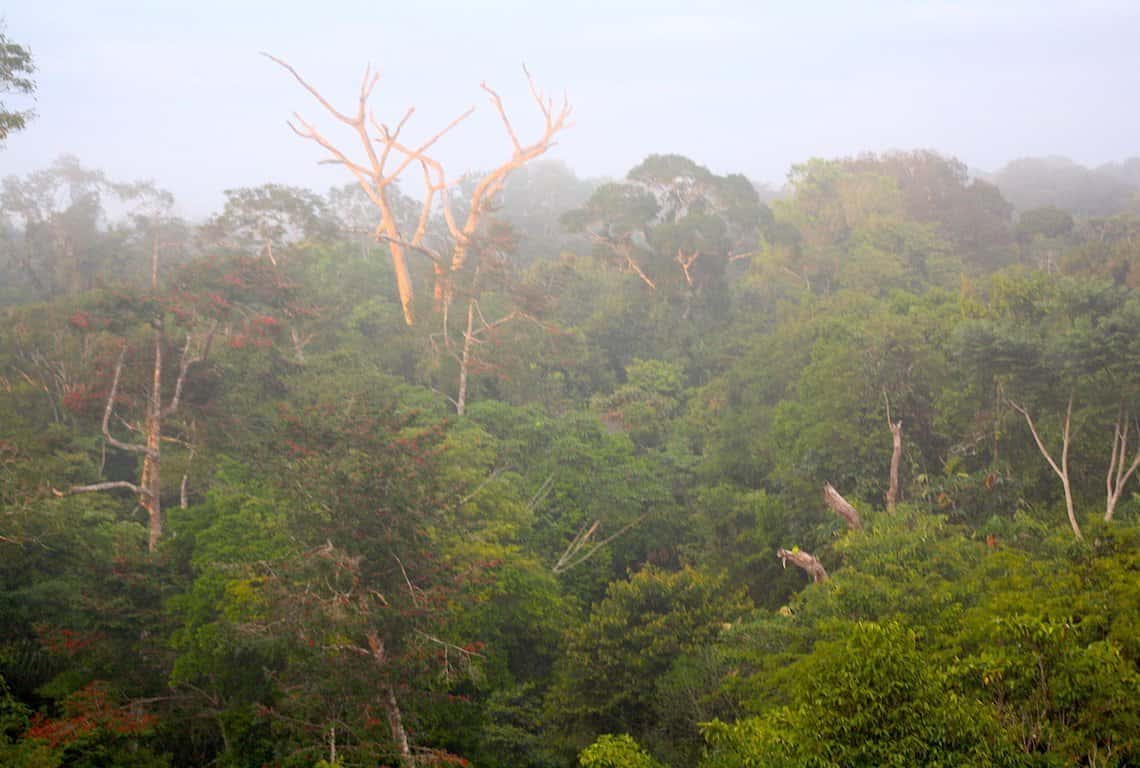 Peruvian Amazon Rainforest