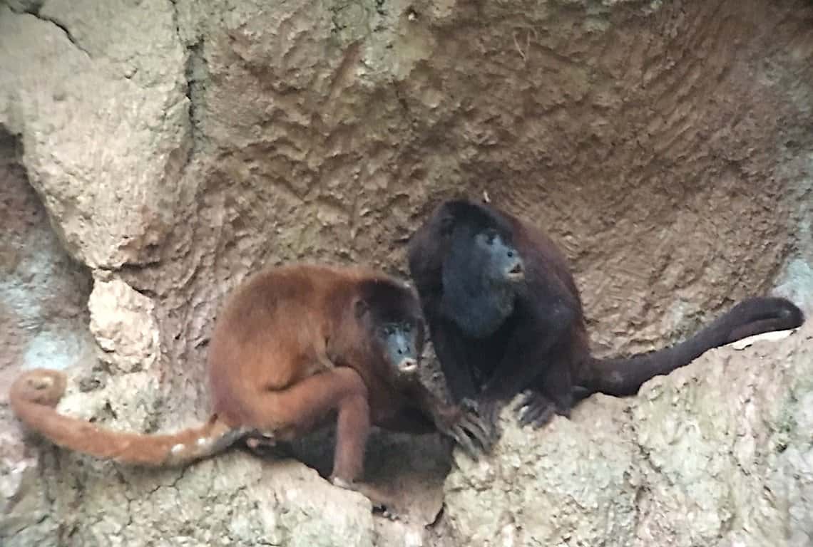 Peruvian Amazon Rainforest 3-Day Itinerary