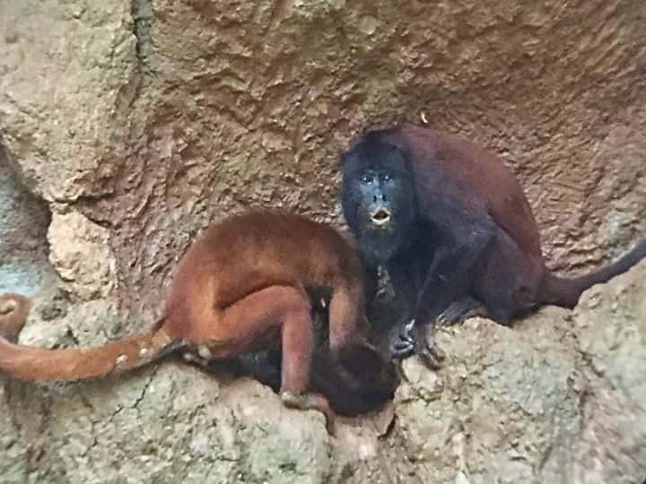 Mammal Clay Lick