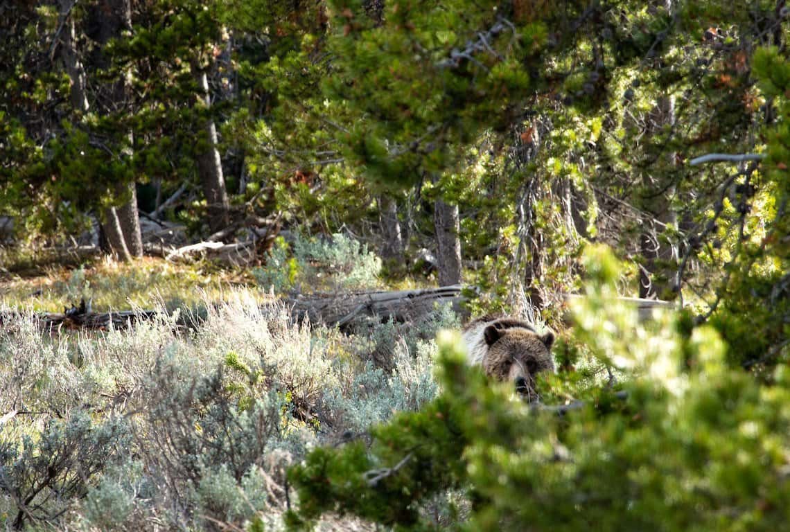 Best Hikes in Grand Teton