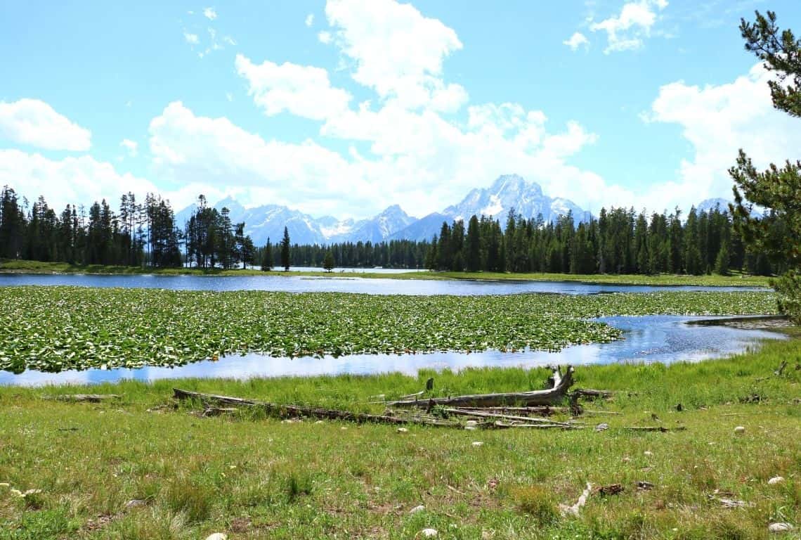 Heron Pond in Grand Teton National Park