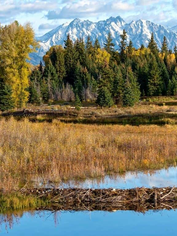 Schwabacher Landing Trail