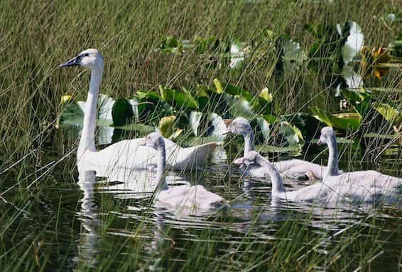 Trumpeter Swans in Grand Teton National Park