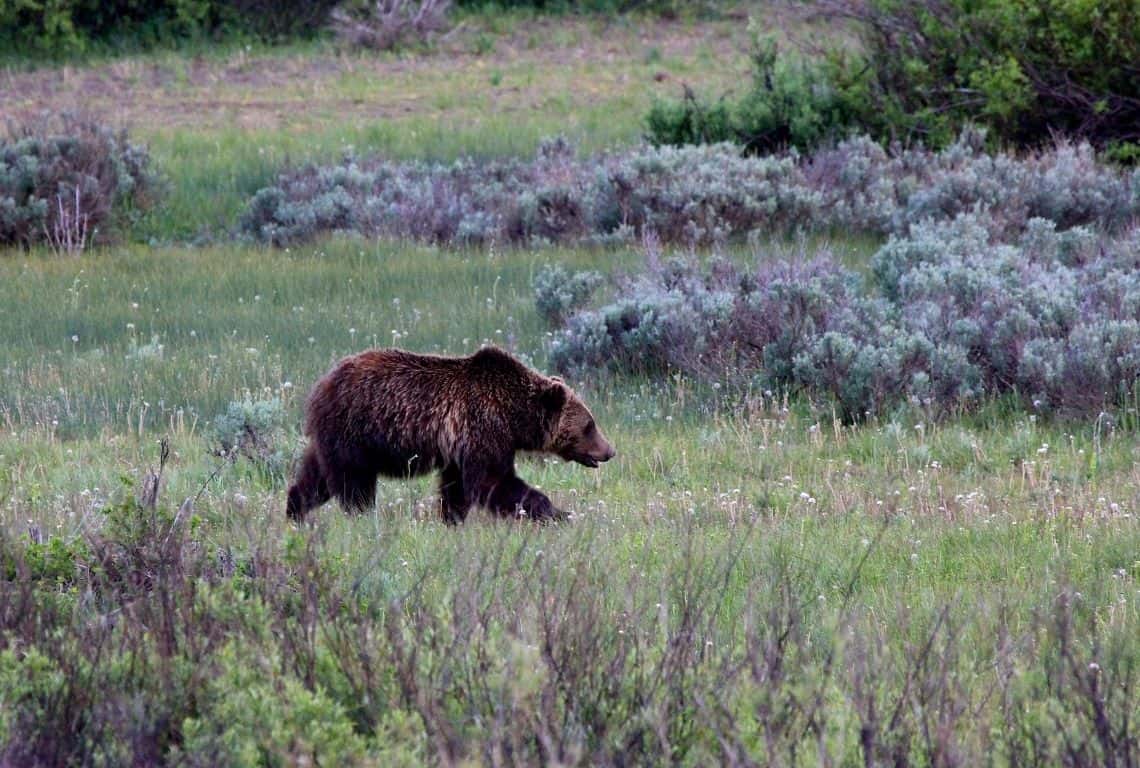 Grand Teton Tips