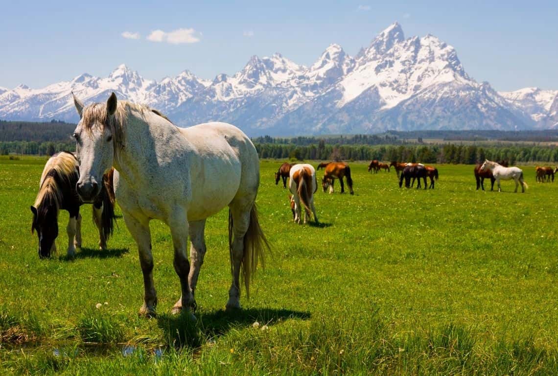 Grand Teton Tips