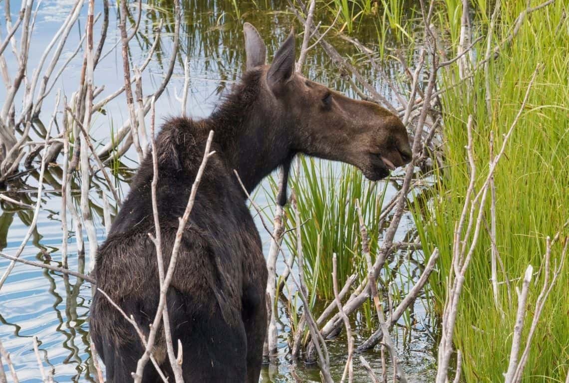 Grand Teton Tips