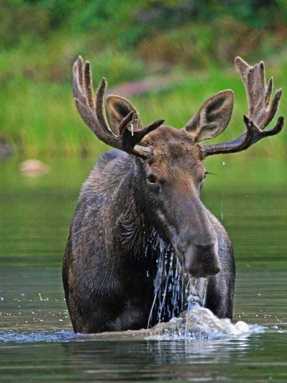 Moose in Grand Teton