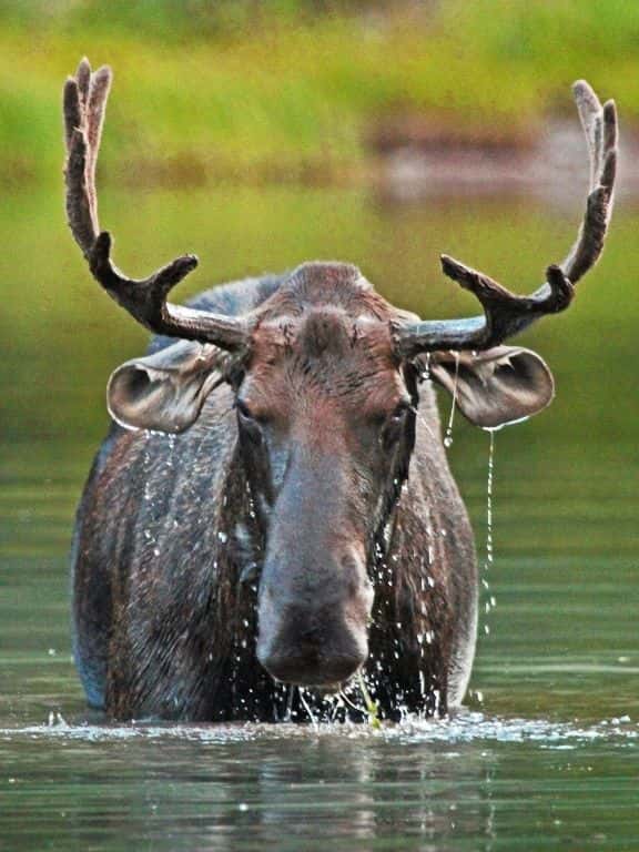 Moose n Grand Teton