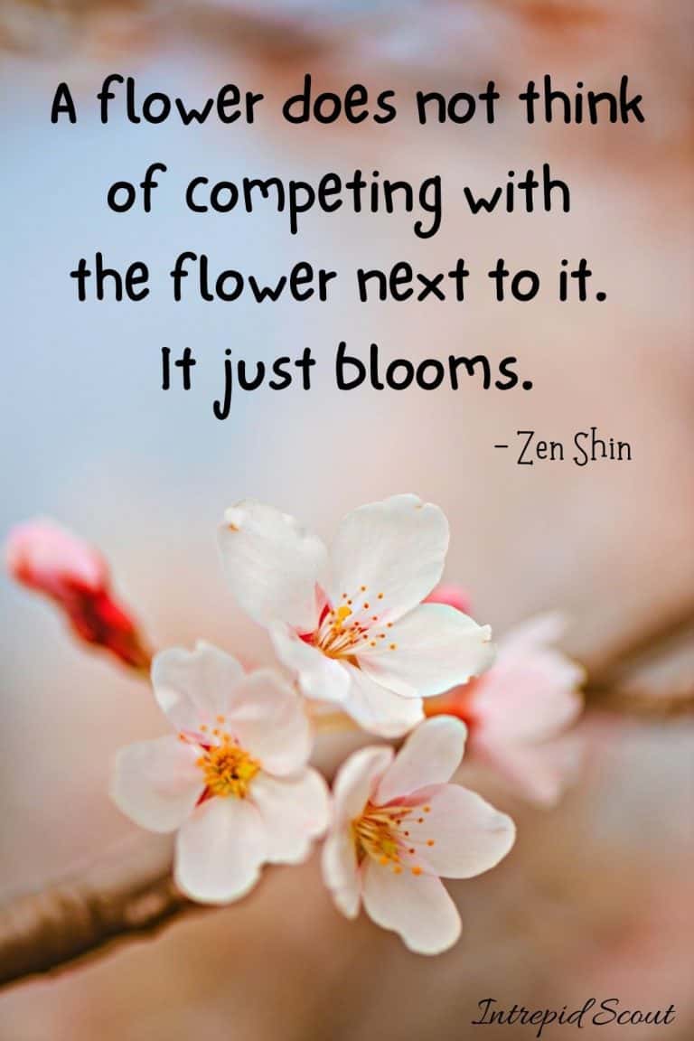 165 Beautiful CHERRY BLOSSOM QUOTES and CAPTIONS for Instagram • Intrepid Scout