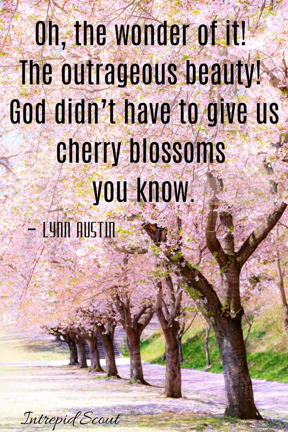 Cherry Blossom Quotes