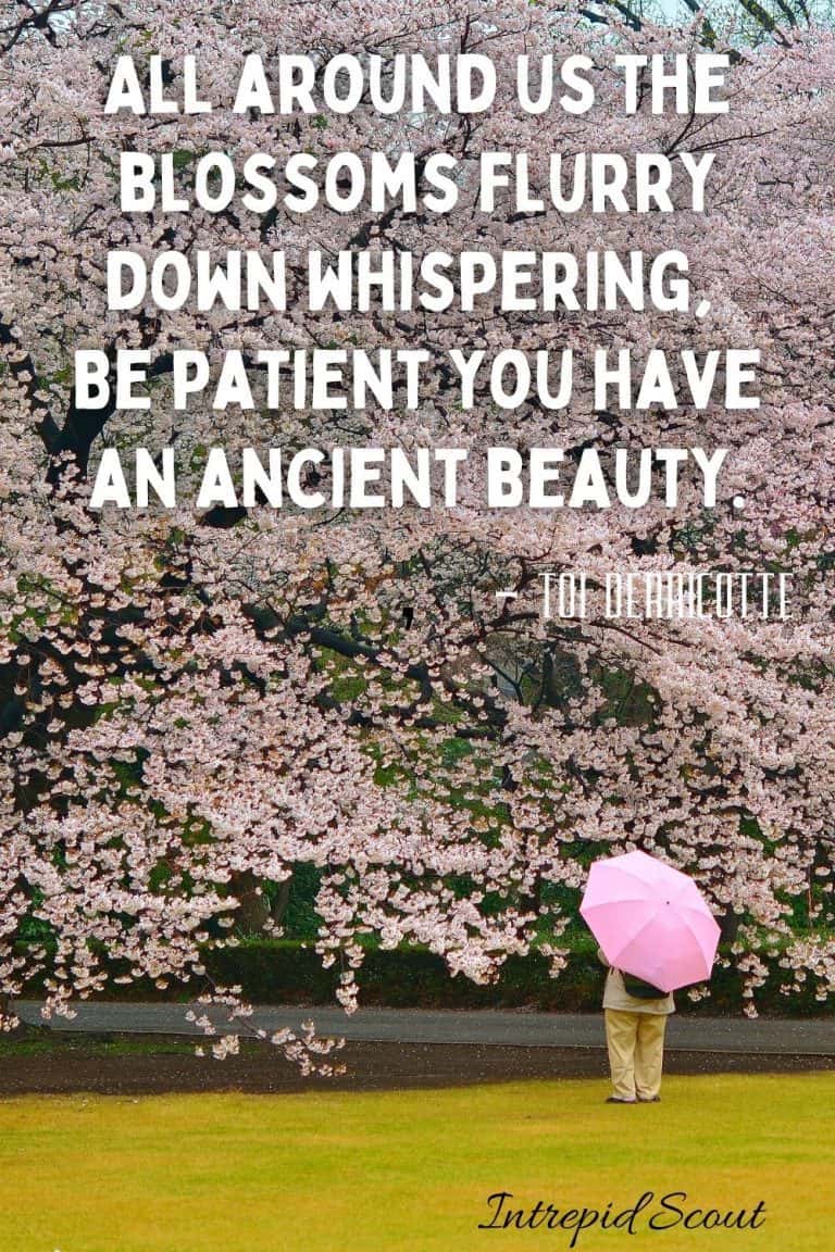 165 Beautiful CHERRY BLOSSOM QUOTES and CAPTIONS for Instagram