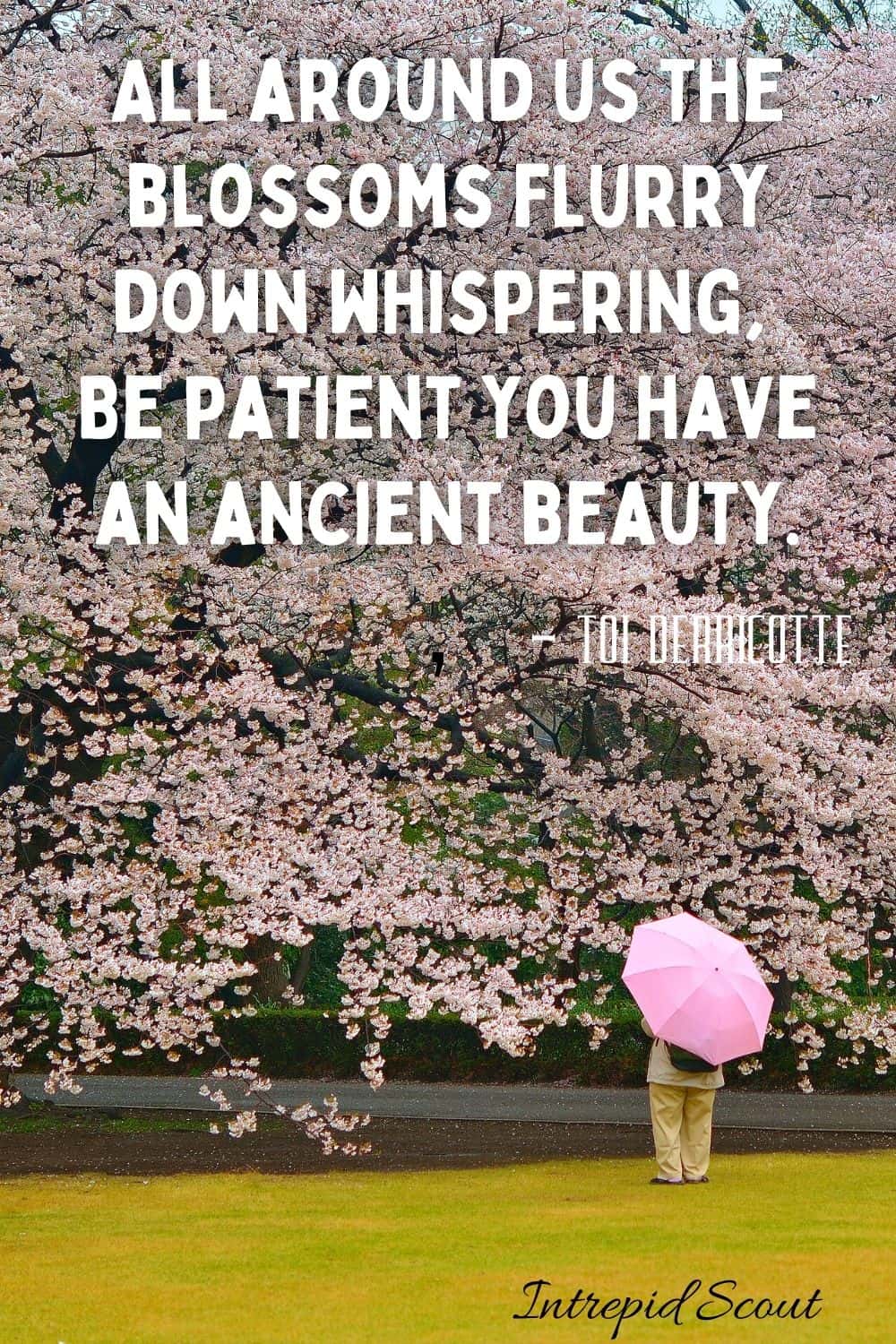 Cherry Blossom Quotes