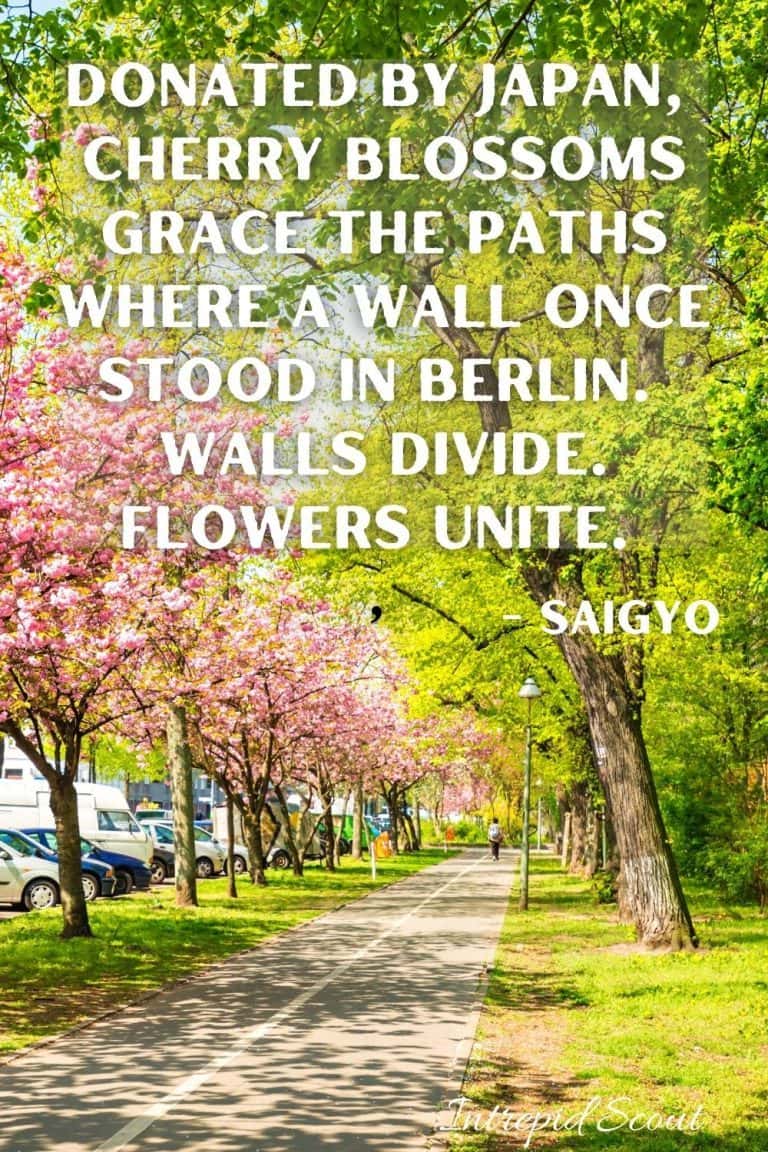 165 Beautiful CHERRY BLOSSOM QUOTES and CAPTIONS for Instagram