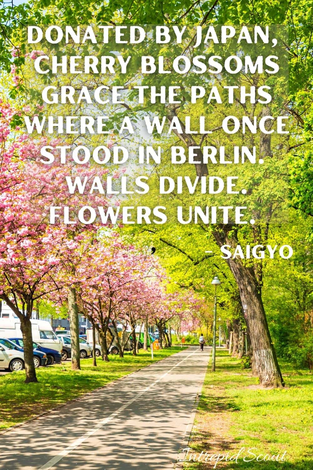 Cherry Blossom Quotes