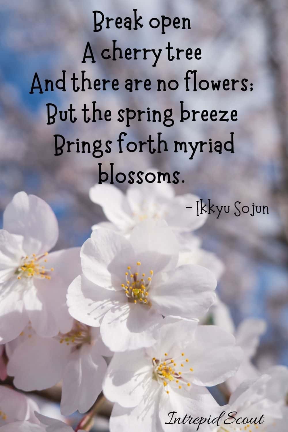 Cherry Blossom Quotes