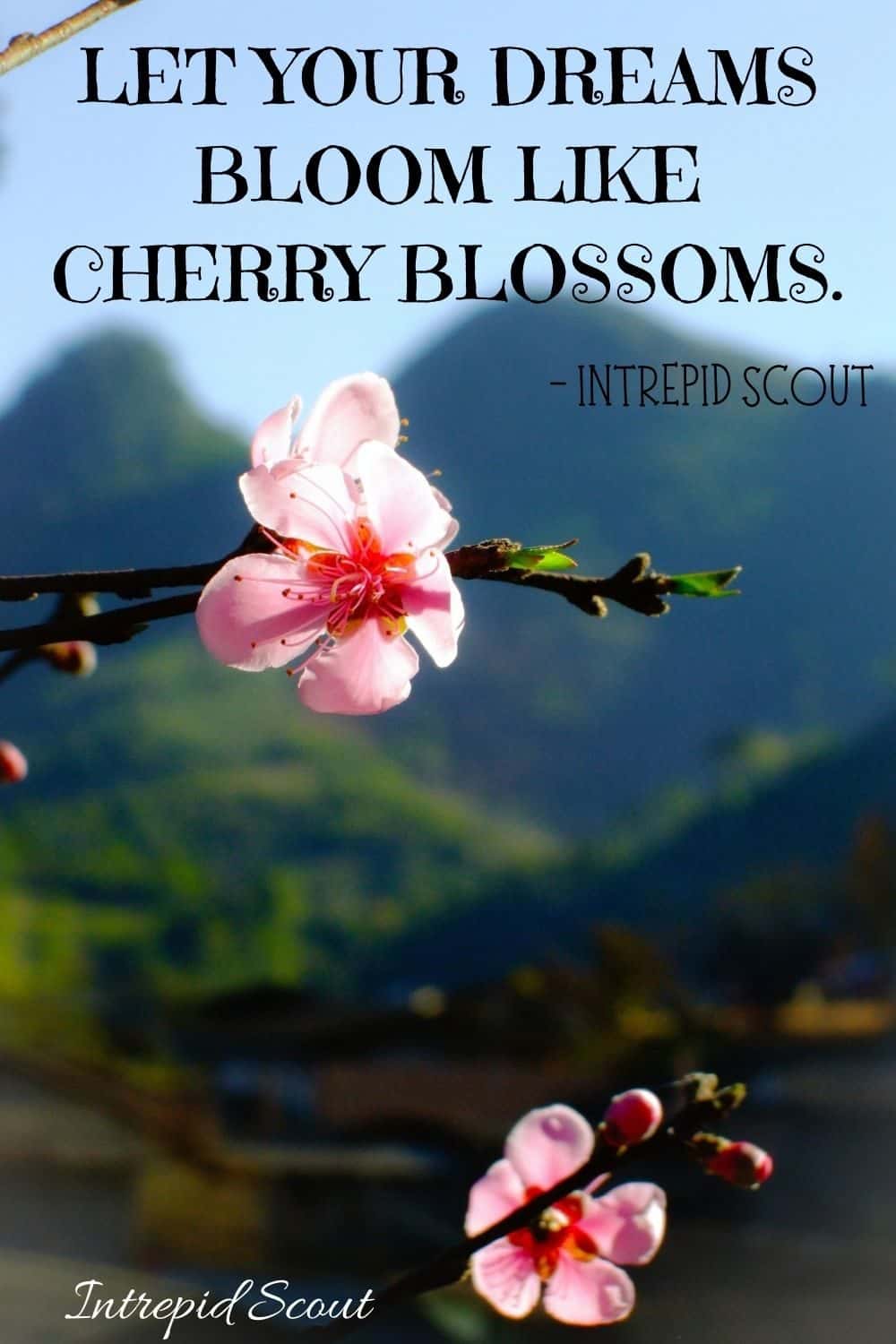 Cherry Blossom Quotes