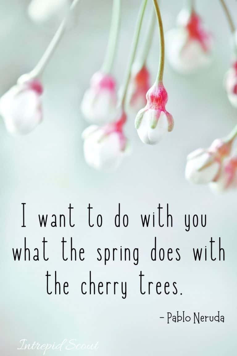 165 Beautiful CHERRY BLOSSOM QUOTES and CAPTIONS for Instagram