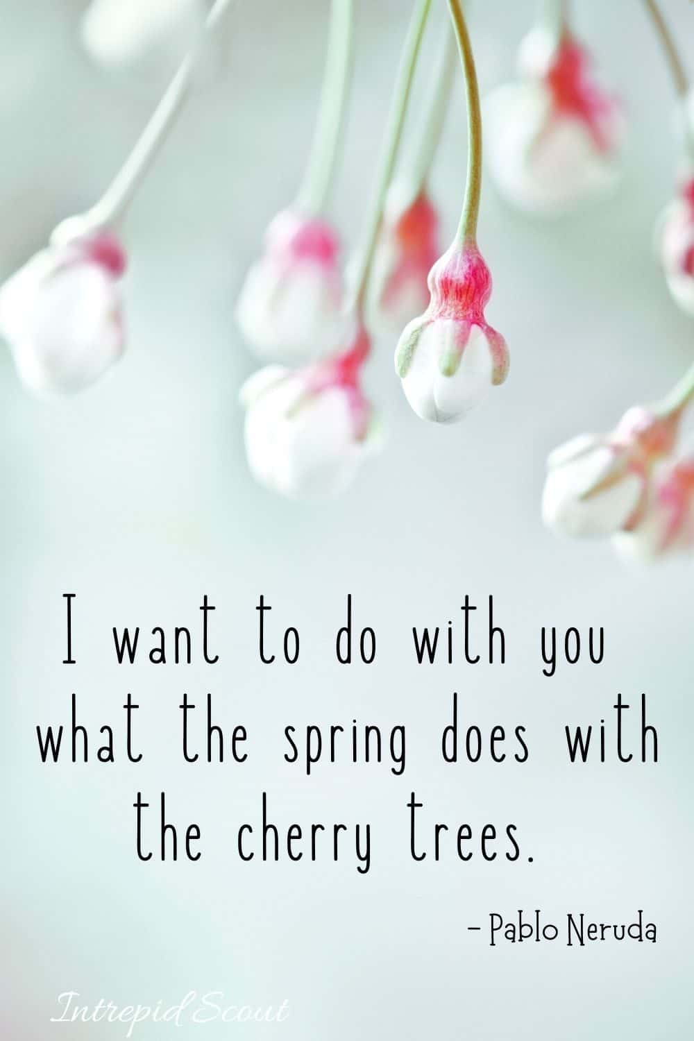 Cherry Blossom Quotes