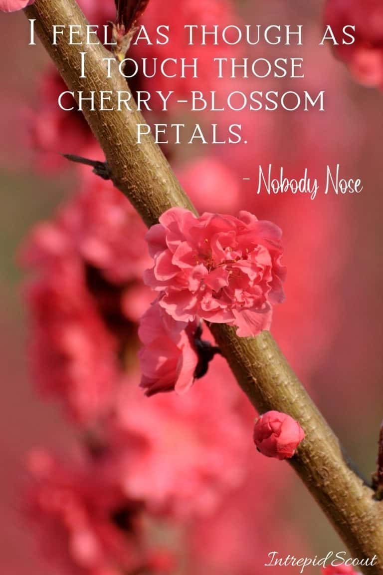 165 Beautiful CHERRY BLOSSOM QUOTES and CAPTIONS for Instagram • Intrepid Scout