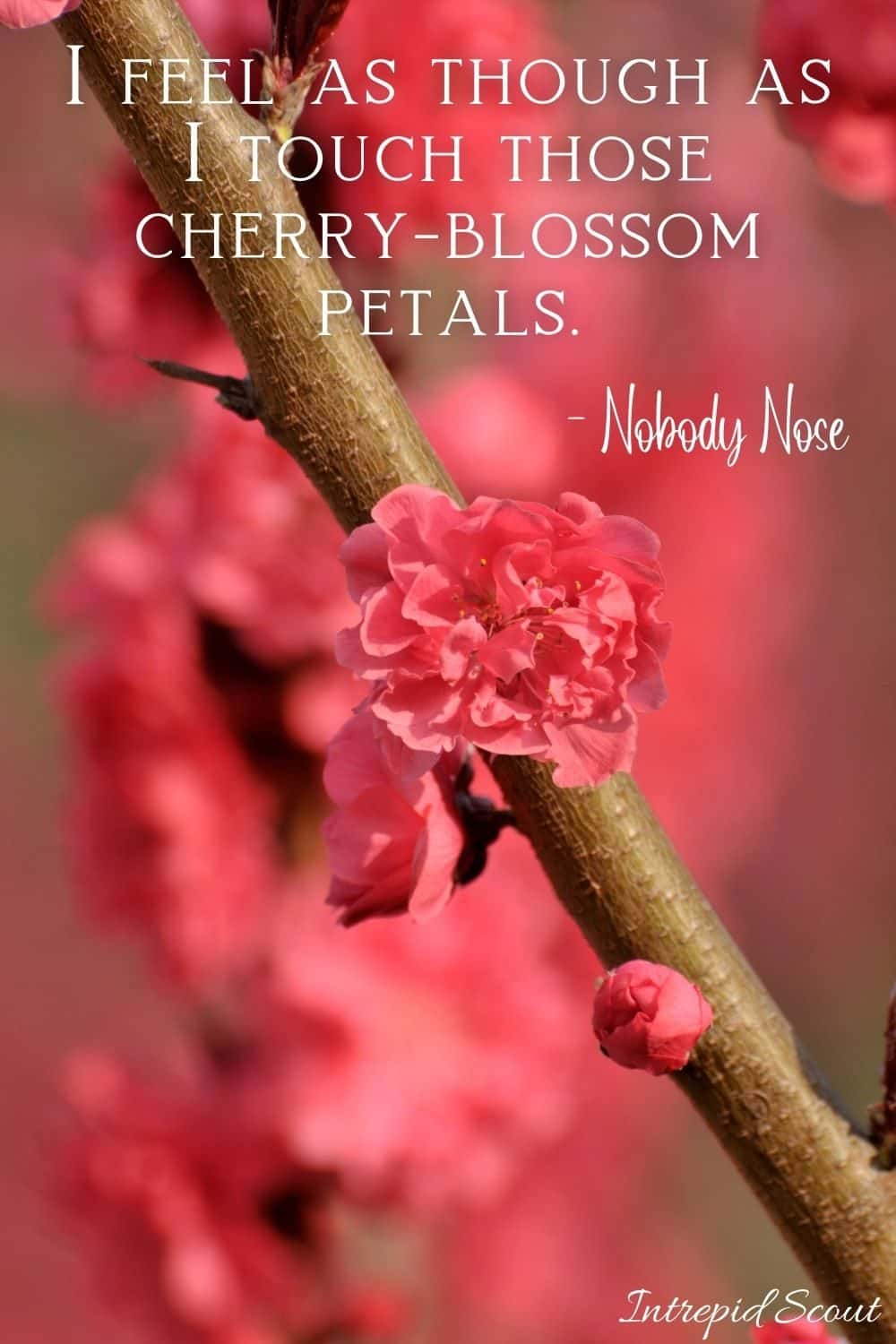 Cherry Blossom Quotes