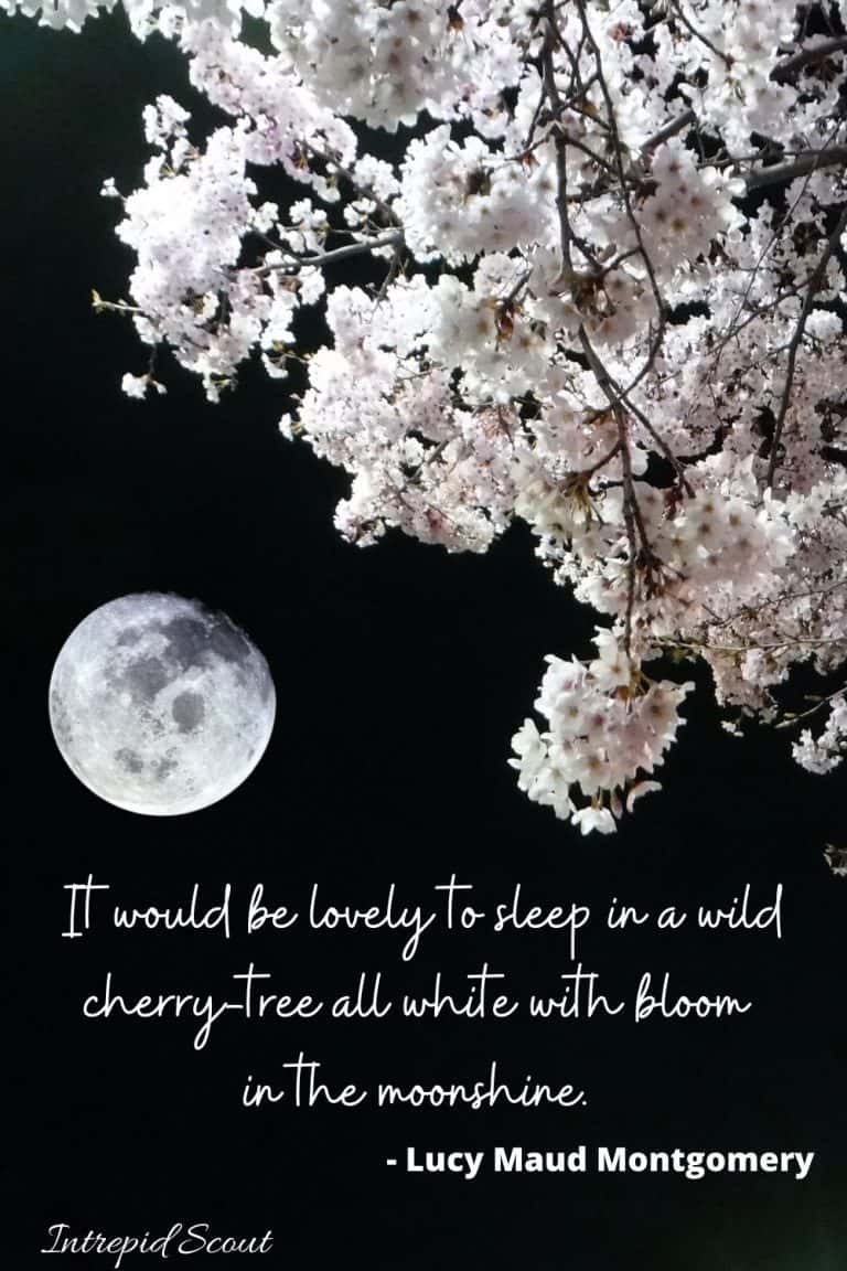 165 Beautiful CHERRY BLOSSOM QUOTES and CAPTIONS for Instagram