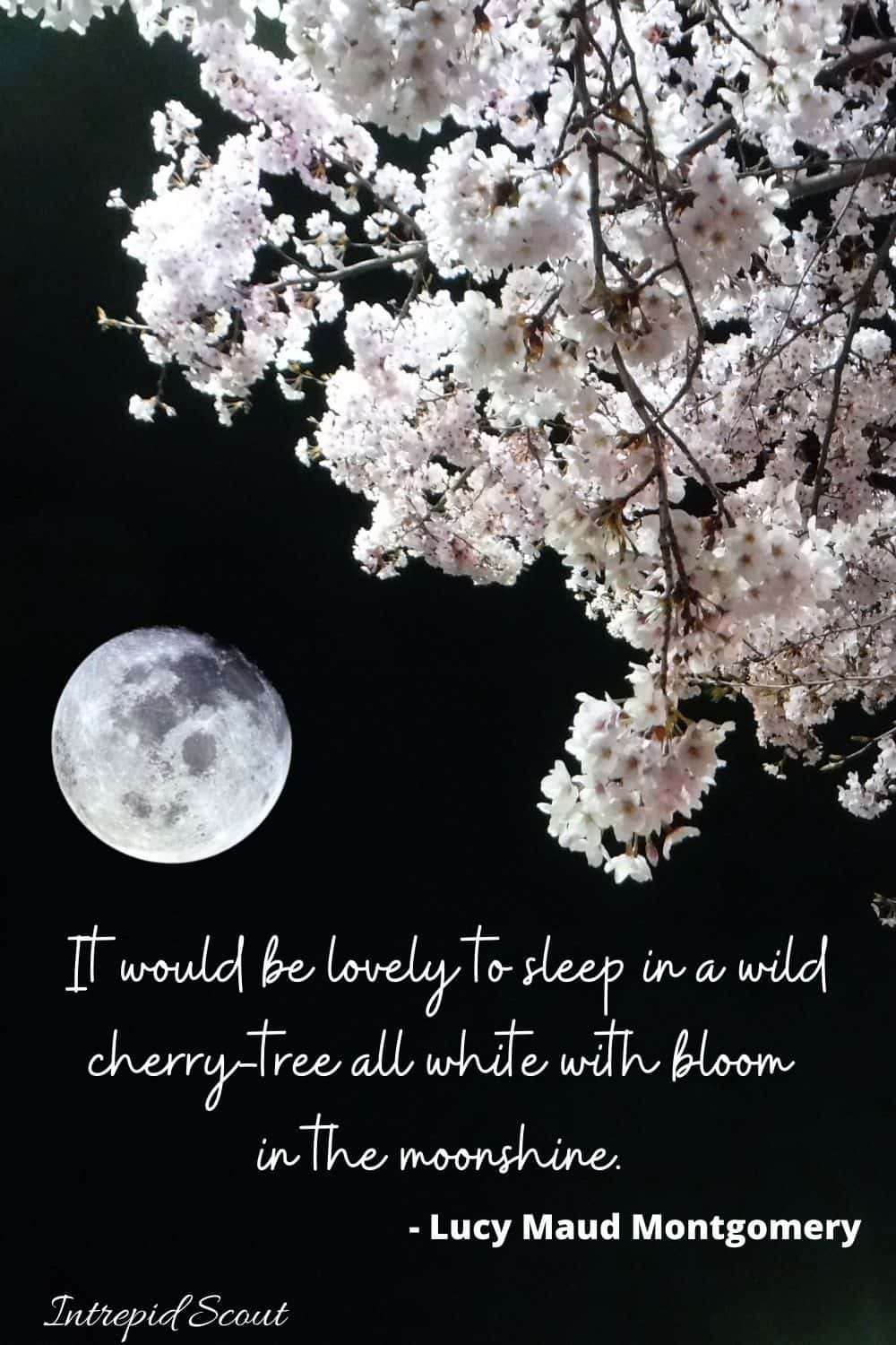 Cherry Blossom Quotes