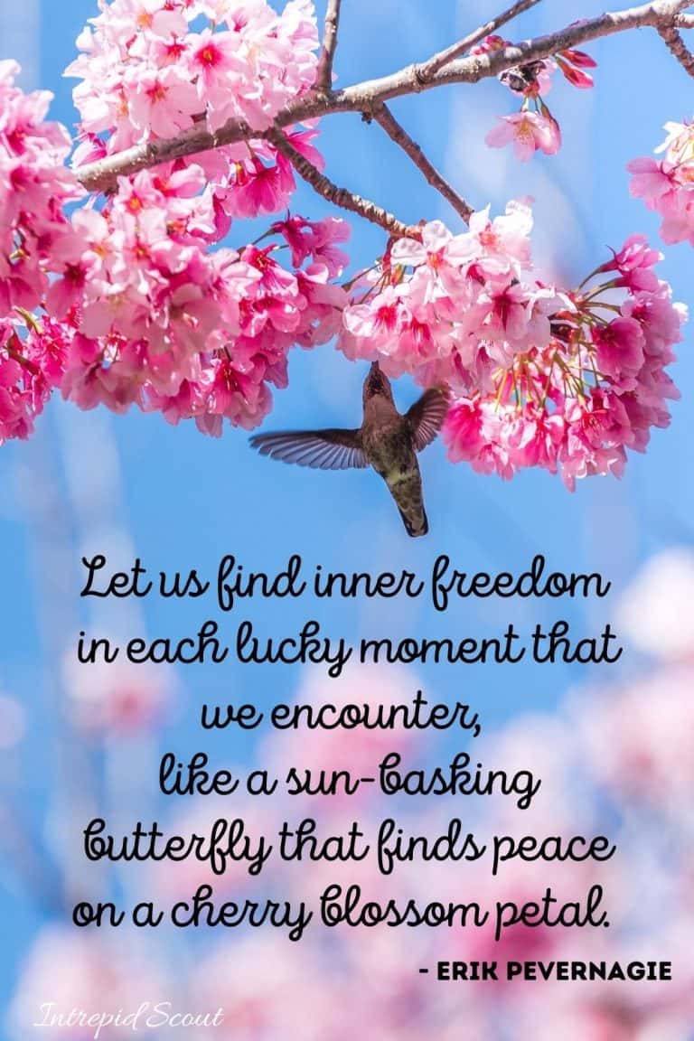 165 Beautiful CHERRY BLOSSOM QUOTES and CAPTIONS for Instagram