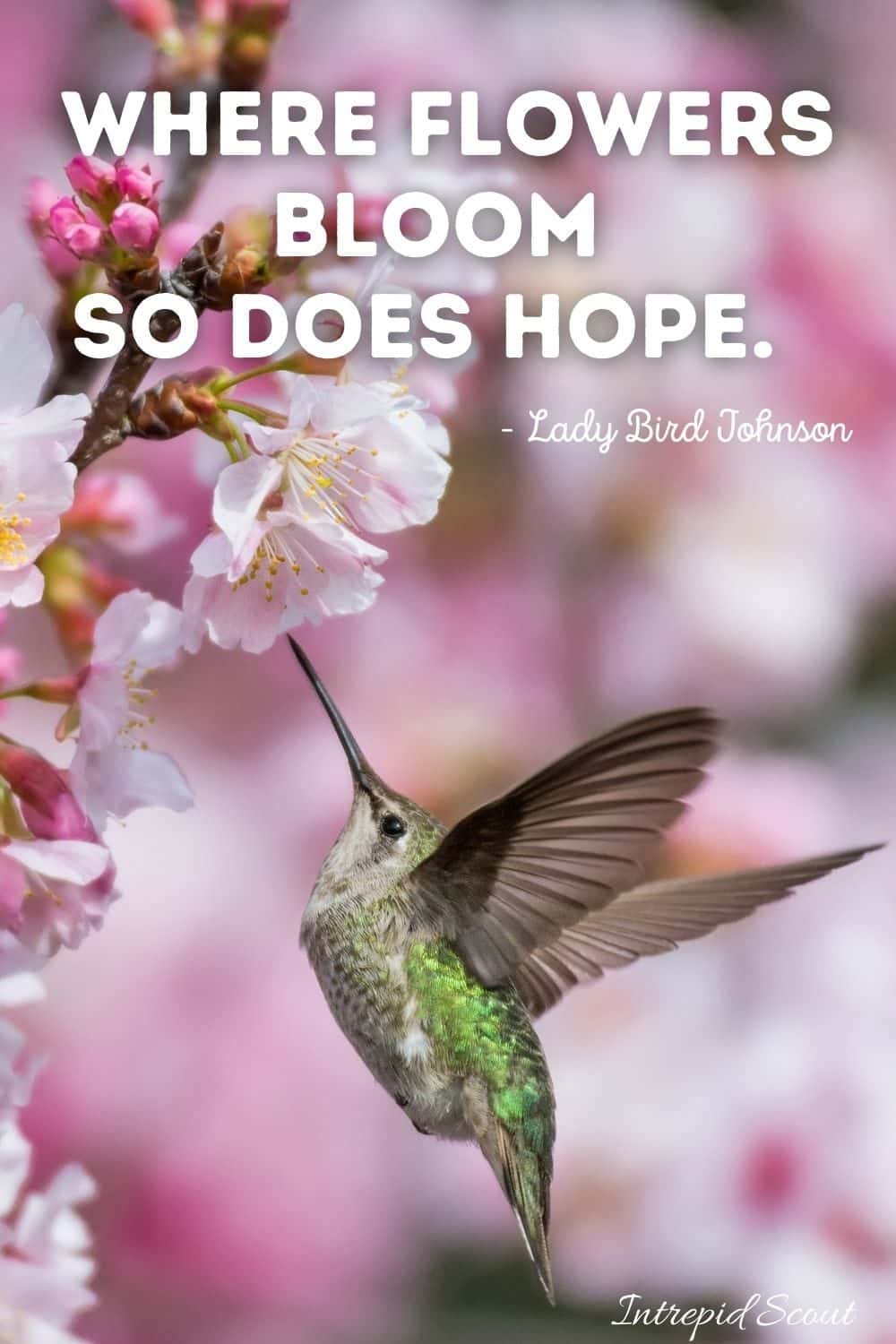 Cherry Blossom Quotes