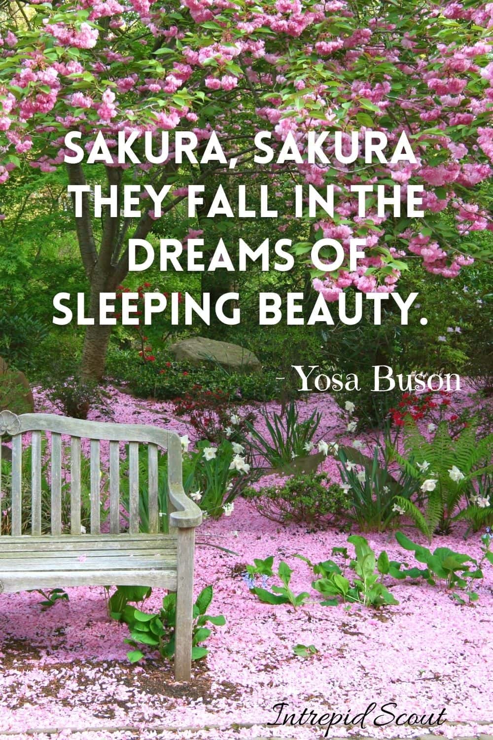 Cherry Blossom Quotes