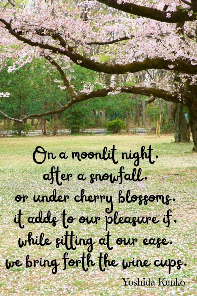 165 Beautiful CHERRY BLOSSOM QUOTES and CAPTIONS for Instagram