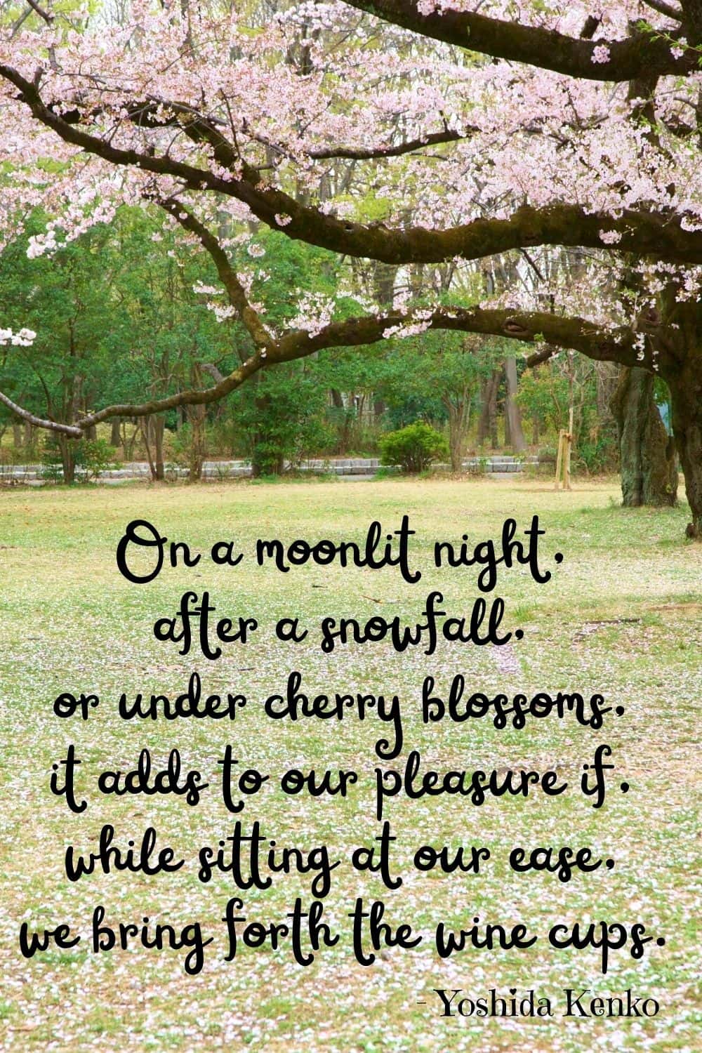 Cherry Blossom Quotes