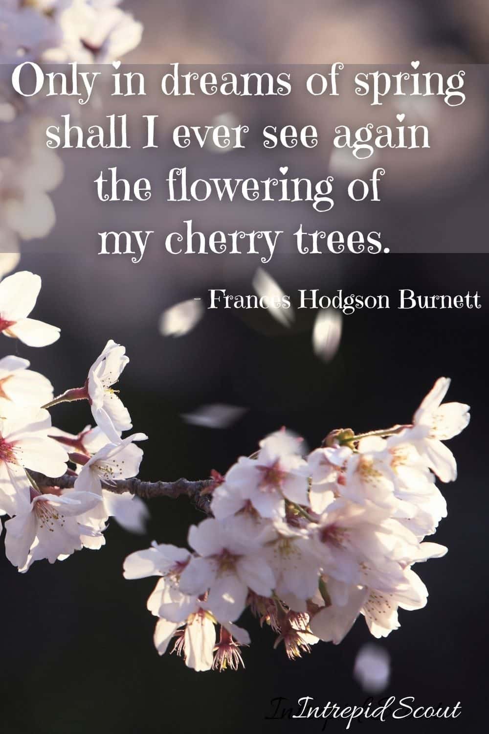 Cherry Blossom Quotes