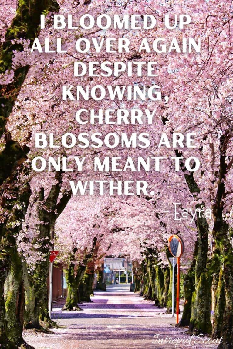 165 Beautiful CHERRY BLOSSOM QUOTES and CAPTIONS for Instagram