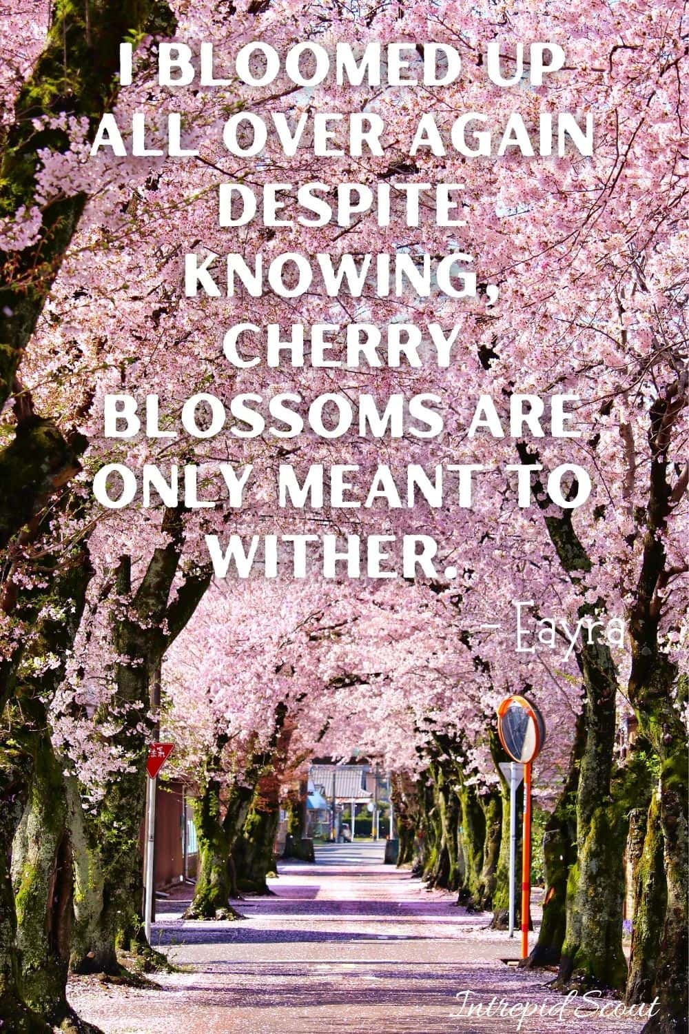 Cherry Blossom Quotes Cherry Blossom Quotes