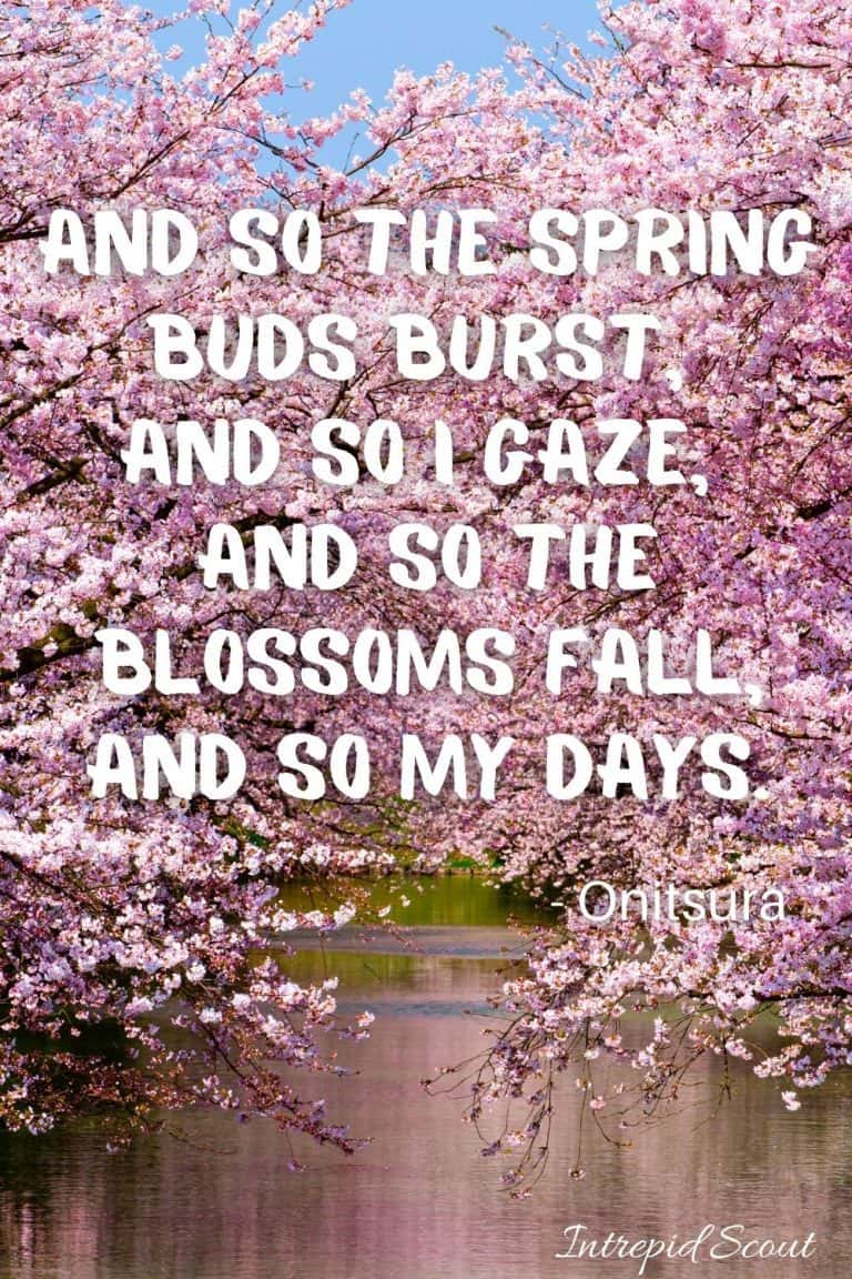 165 Beautiful CHERRY BLOSSOM QUOTES and CAPTIONS for Instagram • Intrepid Scout