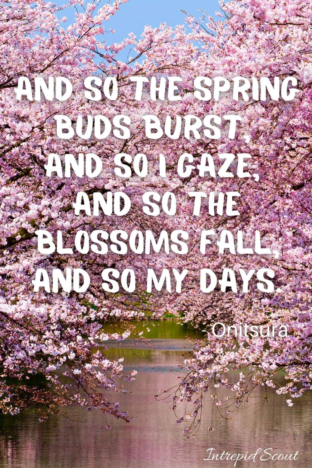 Cherry Blossom Quotes