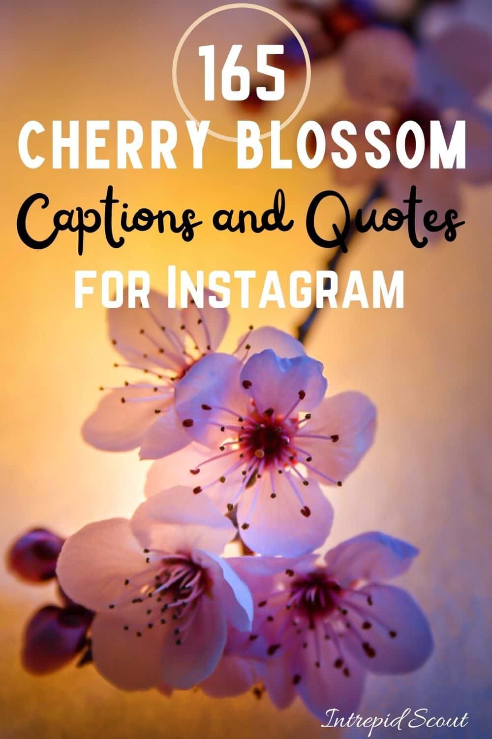 Cherry Blossom Quotes