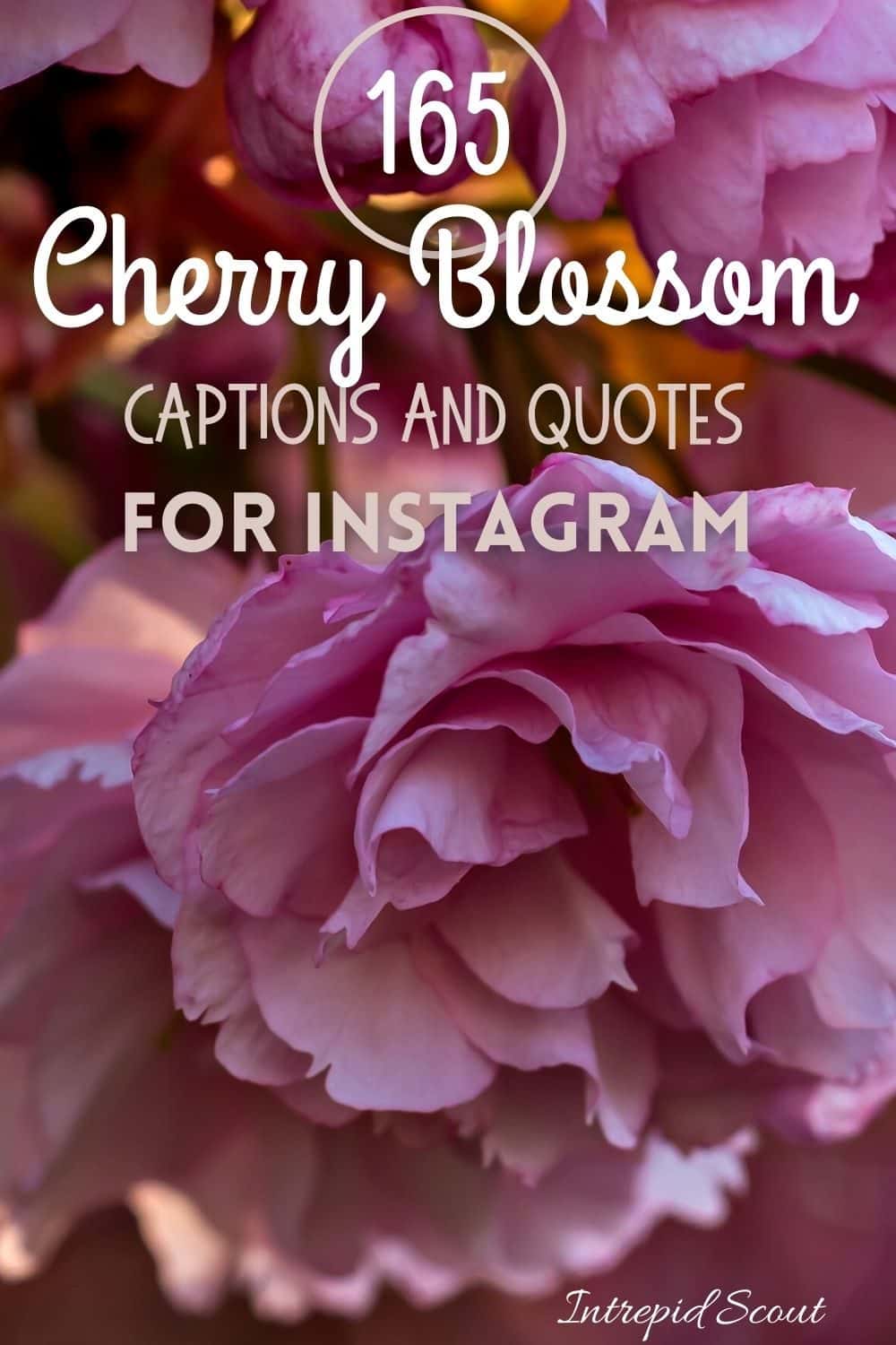 Cherry Blossom Quotes