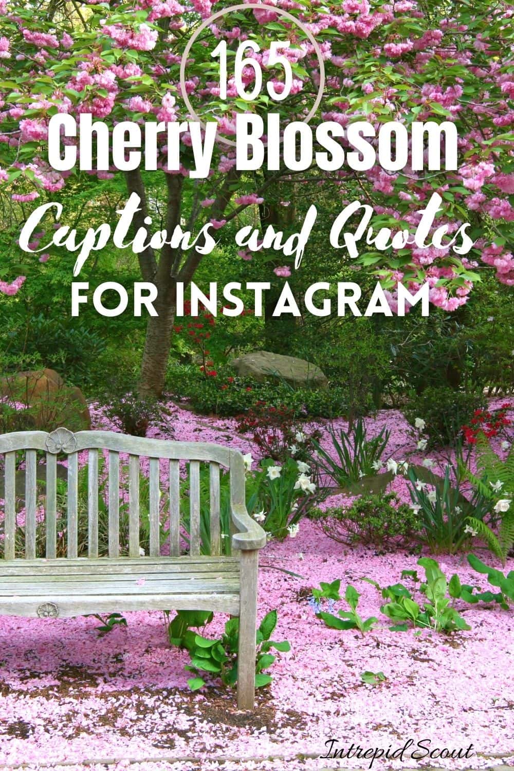 Cherry Blossom Quotes