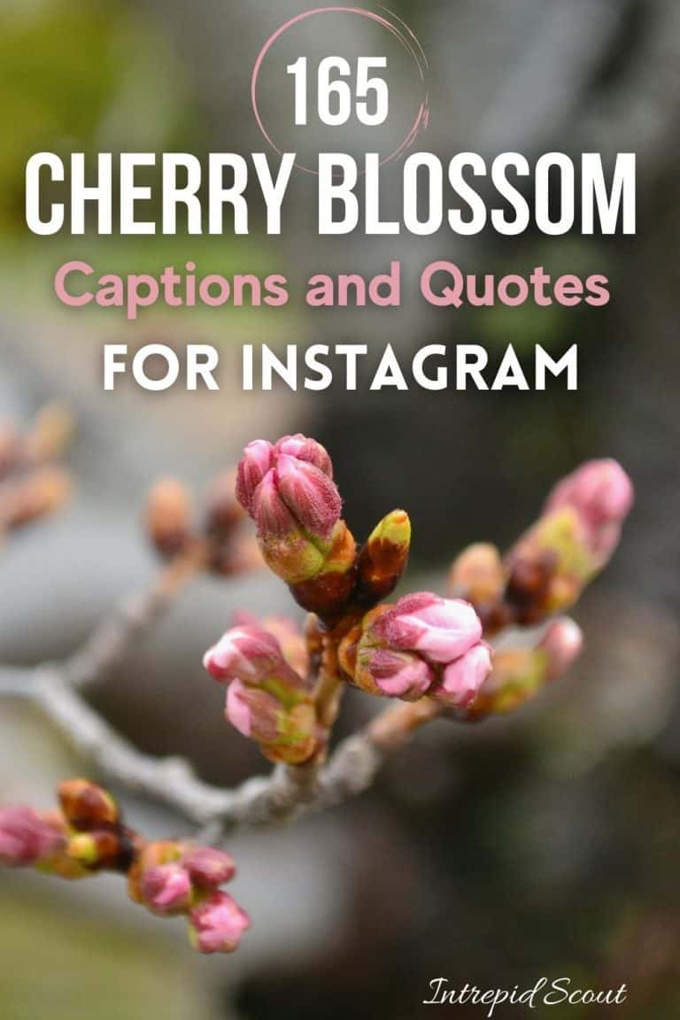 165 Beautiful CHERRY BLOSSOM QUOTES and CAPTIONS for Instagram