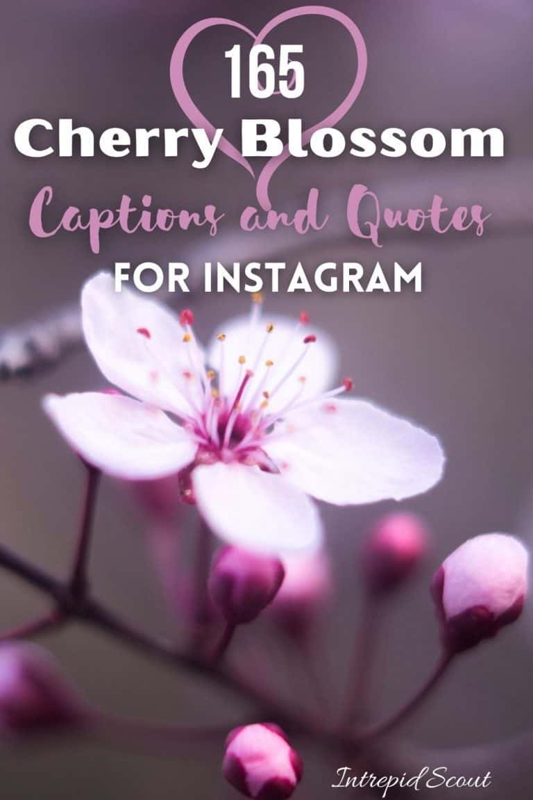 165 Beautiful CHERRY BLOSSOM QUOTES and CAPTIONS for Instagram • Intrepid Scout