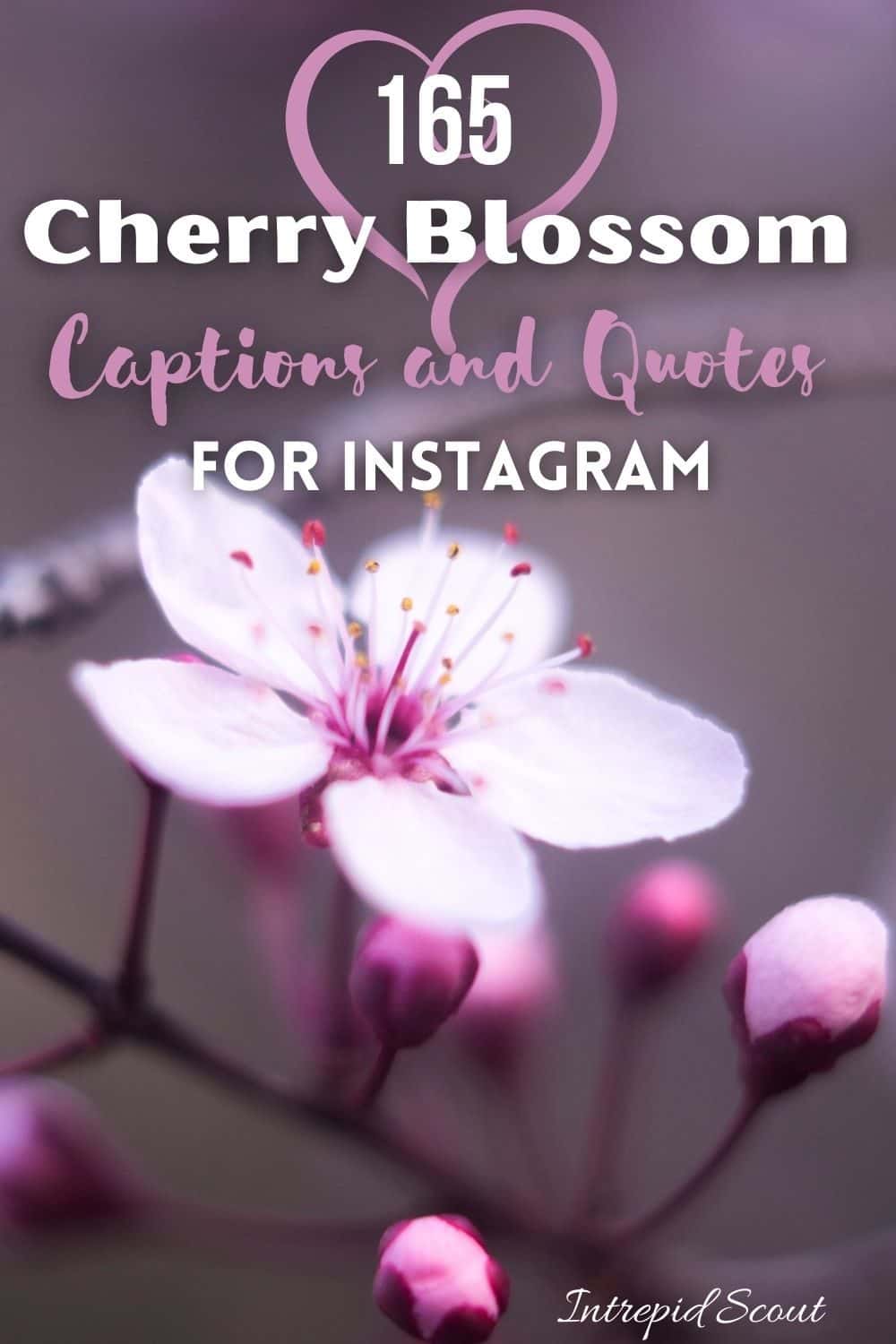 Cherry Blossom Quotes