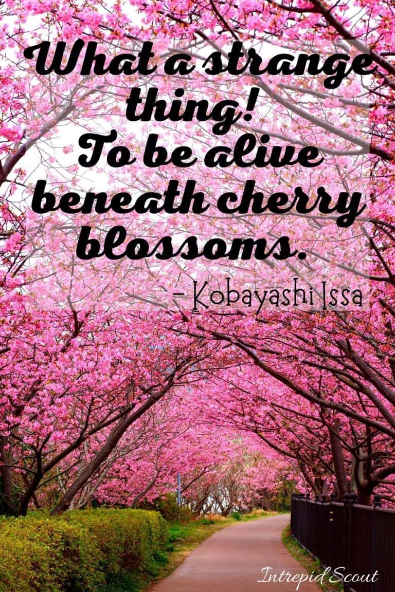 165 Beautiful CHERRY BLOSSOM QUOTES and CAPTIONS for Instagram