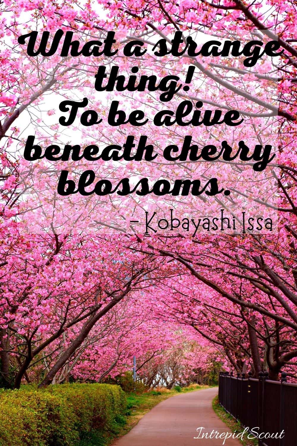 Cherry Blossom Quotes