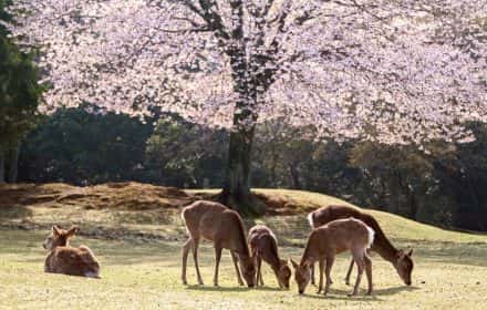 One Day in Nara