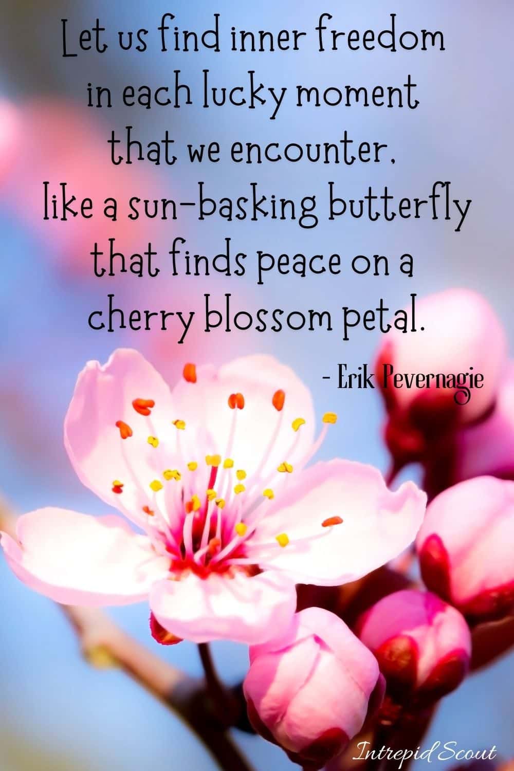 Cherry Blossom Quotes