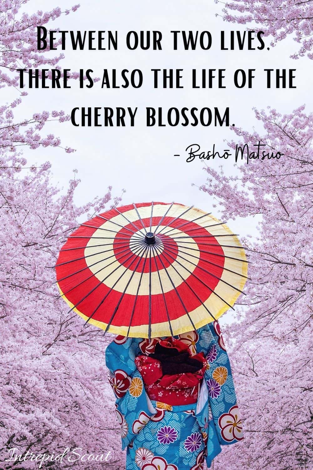 Cherry Blossom Quotes